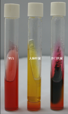 VRBA內(nèi)的紅色小菌落，有可能是沙門氏菌？