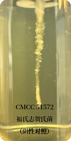 誰是芽胞桿菌中的“運動健將”？