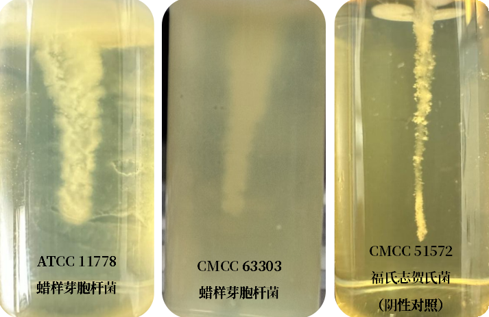誰是芽胞桿菌中的“運動健將”？