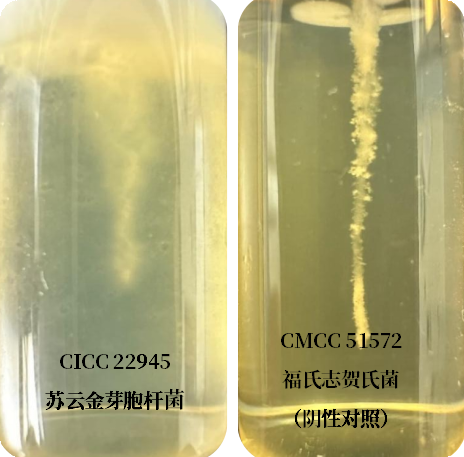 誰是芽胞桿菌中的“運動健將”？