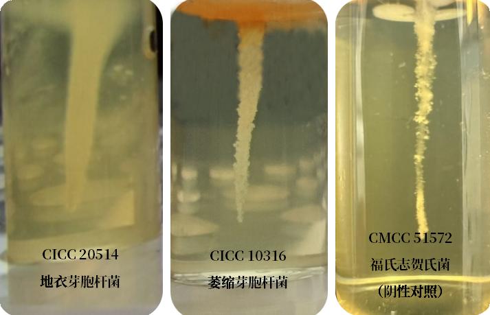 誰是芽胞桿菌中的“運動健將”？